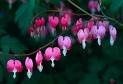 where can i find these flowers? are they considered wild flowers? updated!