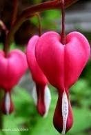 where can i find these flowers? are they considered wild flowers? updated!