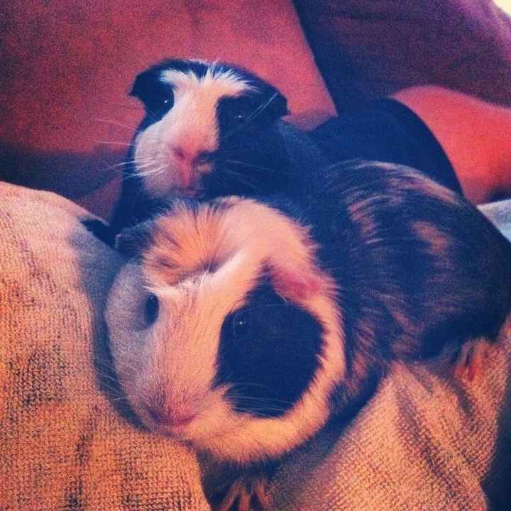 NWR: Lets See Your Fur Babies!