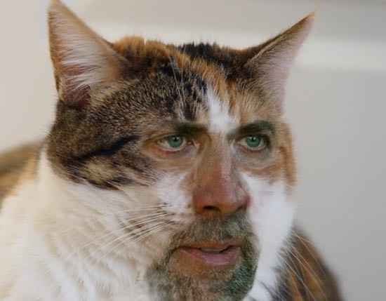 KWR: Drunk Kitty
