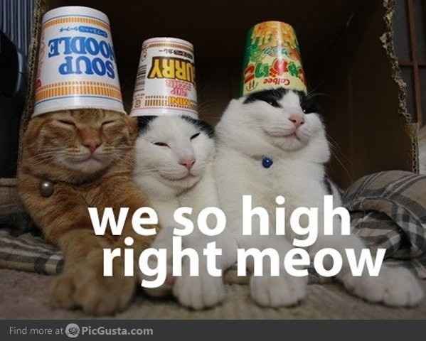 KWR: Drunk Kitty