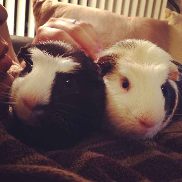 NWR- who has adopted their animals??