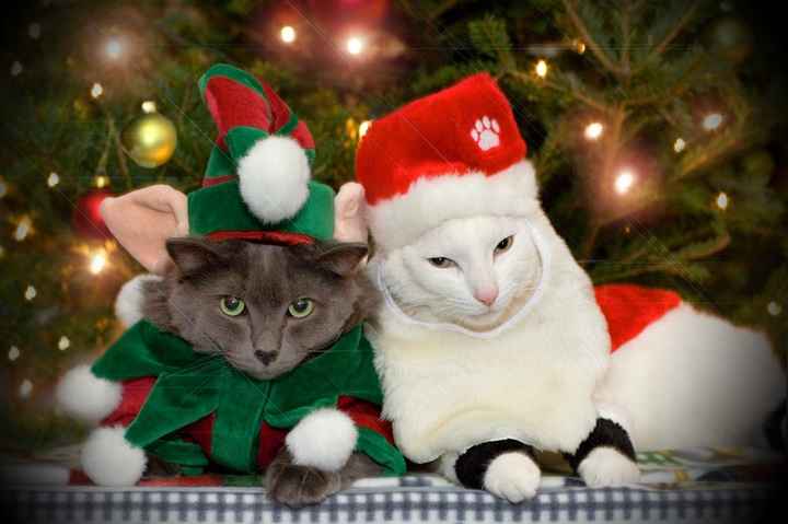 NWR: Fun time - Holiday Cat Pics