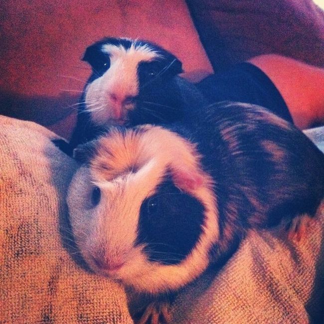 NWR: Lets See Your Fur Babies!