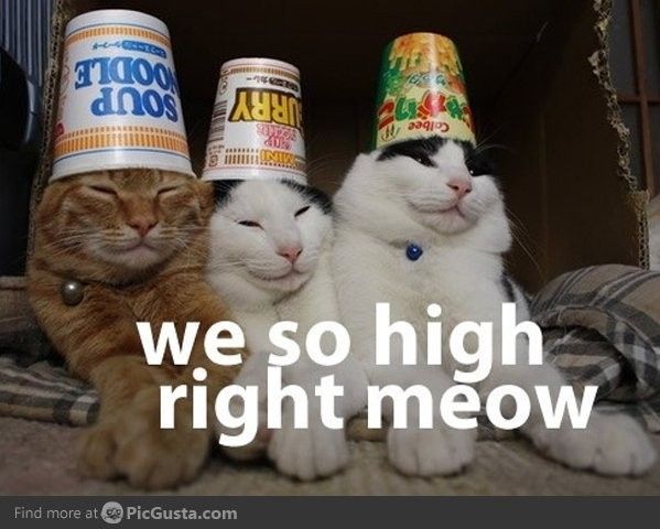 KWR: Drunk Kitty
