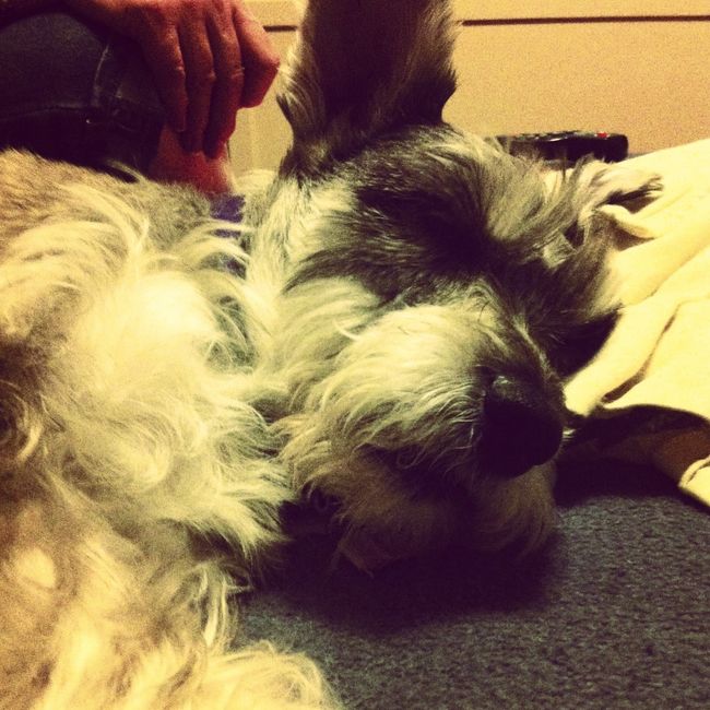 NWR- who has adopted their animals??