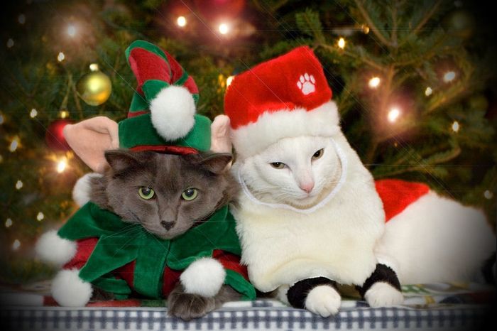 NWR: Fun time - Holiday Cat Pics