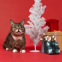 NWR: Holiday Cat Time :)