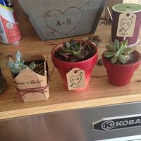 which succulent favor do you like? (pics included)