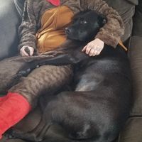 Dogs in our ceremony! - 1