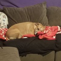 Dogs in our ceremony! - 2