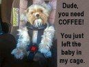 Friday Animal Humor