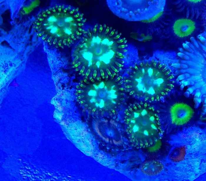 NWR- Coral Reef Discovery