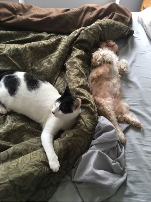 Animal lovers?! Let's take a planning pause.