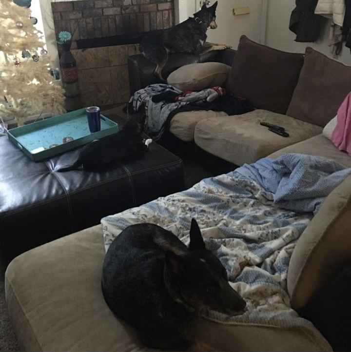 NWR- Does anybody want a dog?