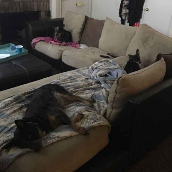 Fur Babies in a wedding