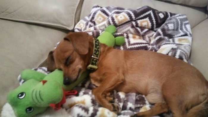 NWR: Puppies and fur babies!