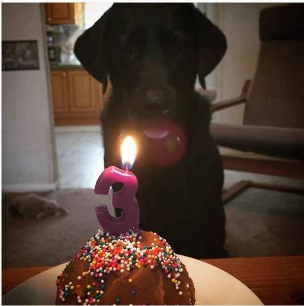 Just ordered my dogs first birthday cake! NWR