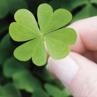 NWR: Pet Owners...Can we play a fun game? :D