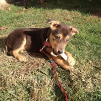 NWR: Show me your pups!