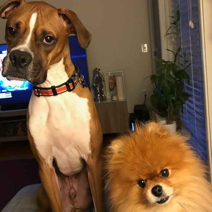 Help! engagement photos