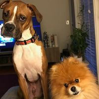 Help! engagement photos