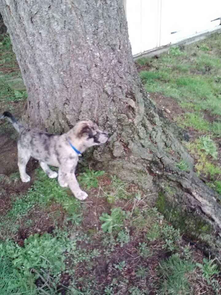 Keeping my mind of my wedding...Show me your dog:)!!**Pics