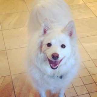 It is national dog day!