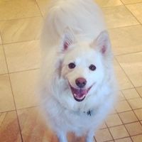 It is national dog day!