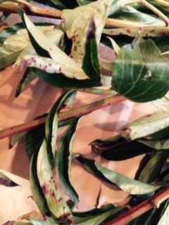 who's the best online wholesale flower supplier?