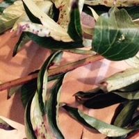 who's the best online wholesale flower supplier?
