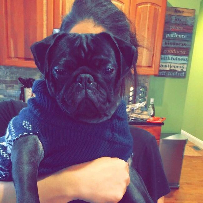 Let me see those fur babies!