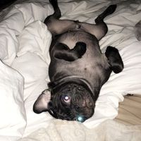 NWR: Shameless pet post!