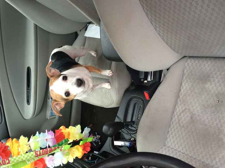 Pet names... Proper animal ones this time.,