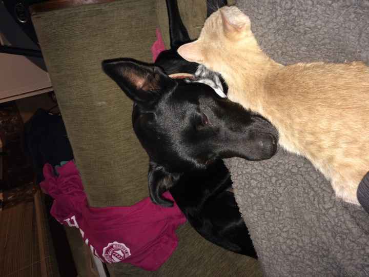 Pet names... Proper animal ones this time.,