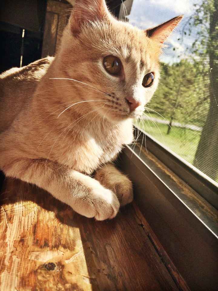 Pet names... Proper animal ones this time.,