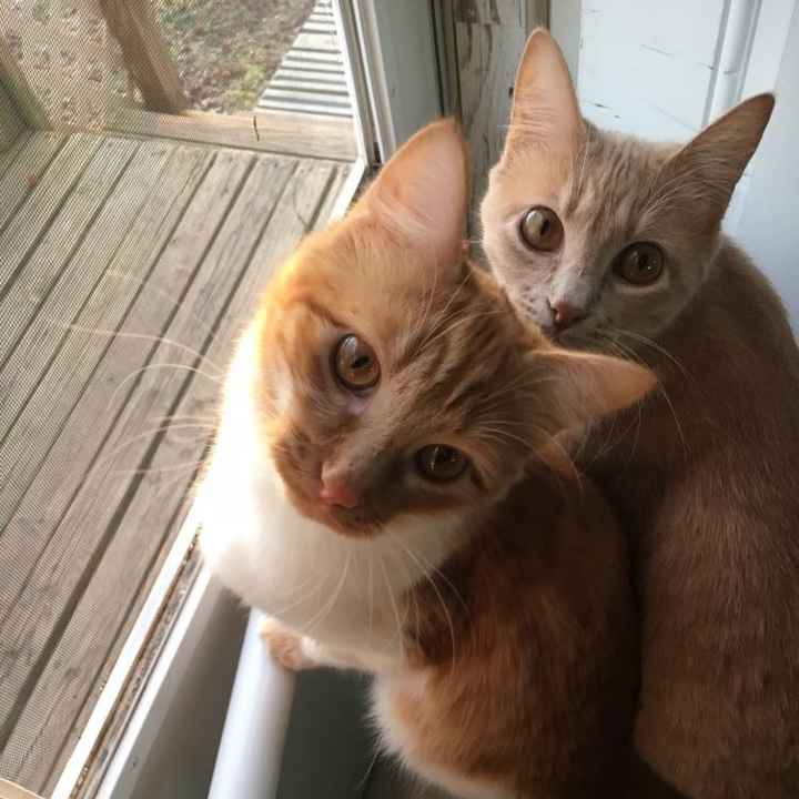 Sick and need cheering up--show me your Fur babies!