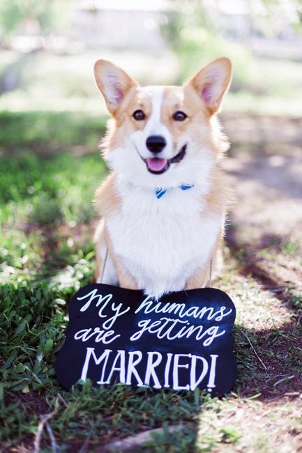 It's National Dog Day!