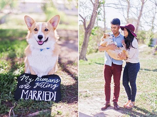 Engagement Pics with Pups!
