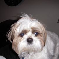 My Fur baby is freaking out! (Also let me see your fur babies!)