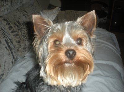 Show us your pets!