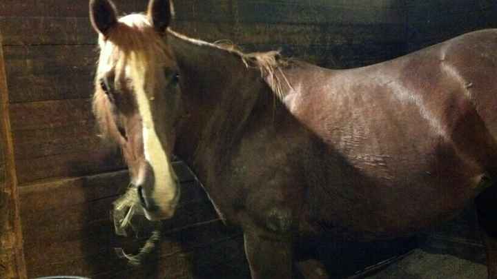 Calling all cowgirls.....