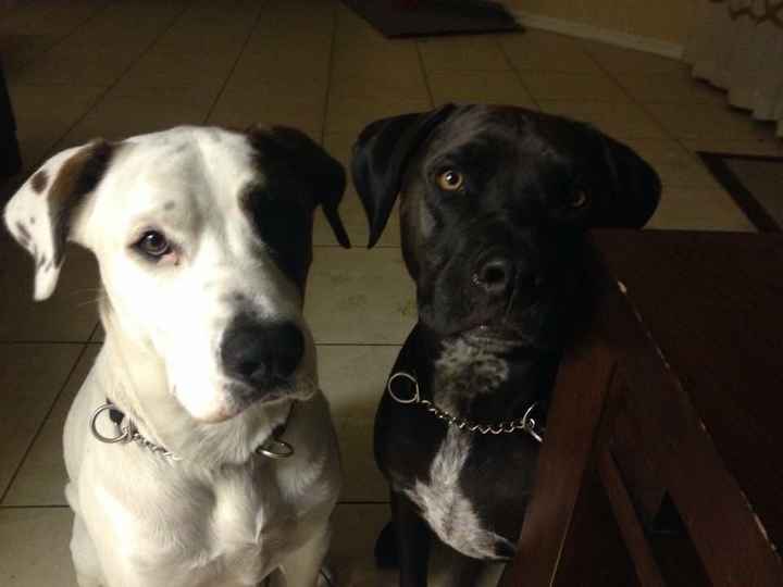 Why do I love my dog so much?