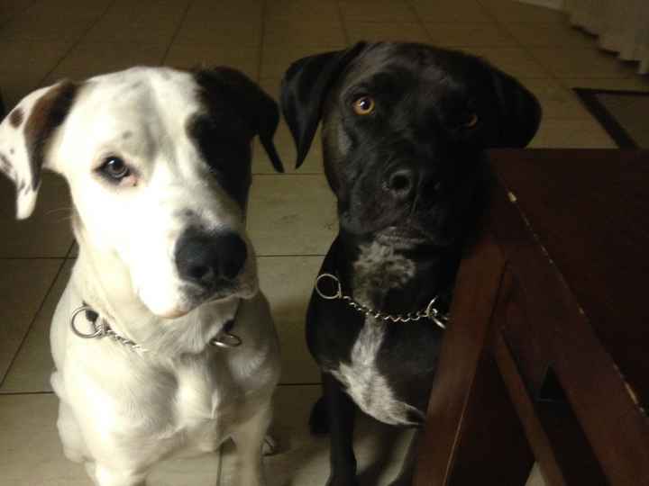 NWR: dog or no dog? Advice please