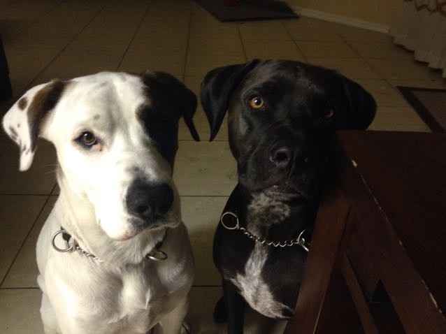 NWR- Pibbles and Homeowner Insurance