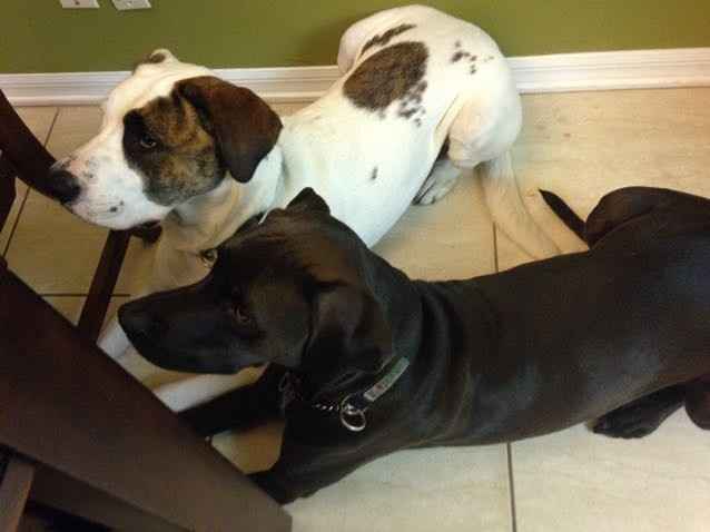 Spinoff: Show us your rescues!