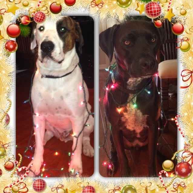 NWR- Furbaby Appreciation Post