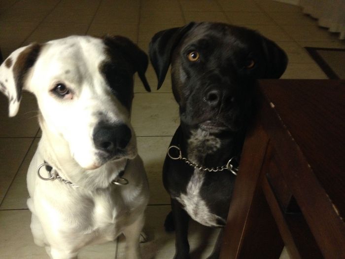 NWR: dog or no dog? Advice please
