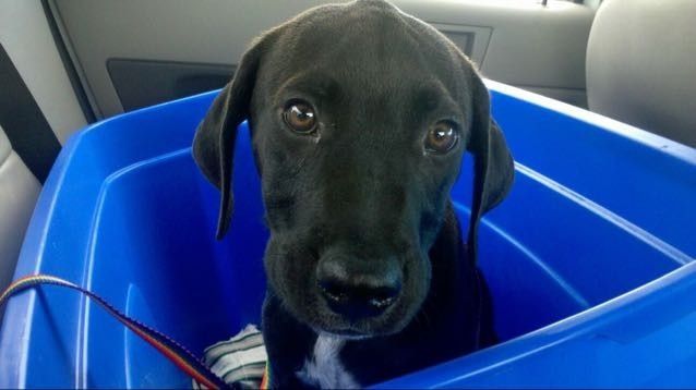 NWR- Puppy fever