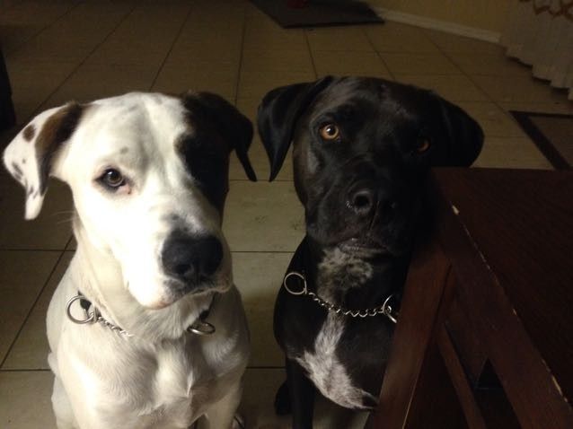 NWR- Pibbles and Homeowner Insurance